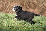 BEARDED COLLIE 402